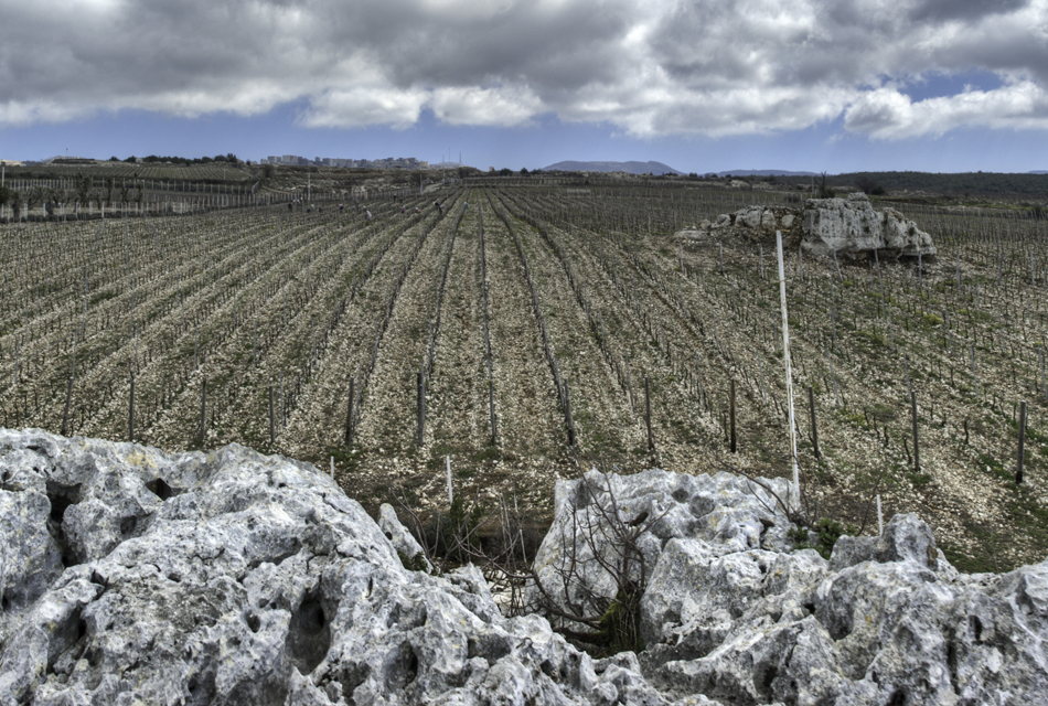 Domaine Bargylus